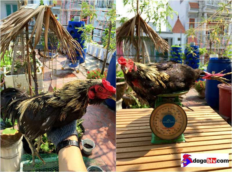 Ưu điểm và nhược điểm mô hình nuôi gà trên sân thượng