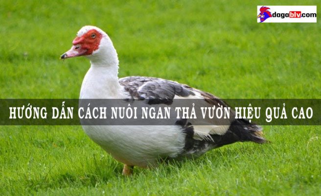 nuôi ngan thả vườn