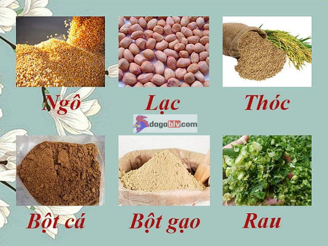 Thức ăn của ngan thả vườn