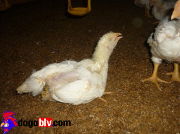 Bệnh ORT ở gà con