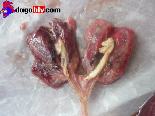 Triệu chứng của bệnh ORT trên gà