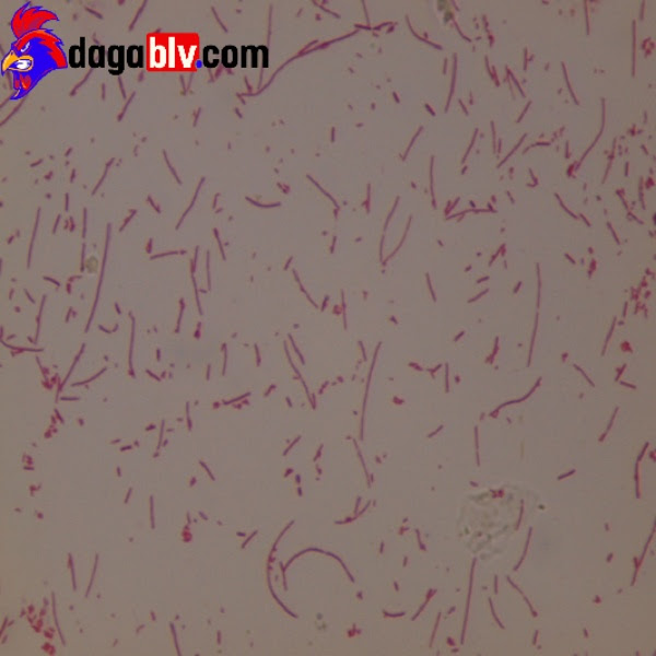 Sơ lược về bệnh ORT trên gà