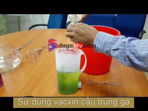 Vacxin Cầu Trùng Gà & Kiểm Soát Bệnh Cầu Trùng Gà Hiệu Quả 6 Vacxin Cầu Trùng Gà & Kiểm Soát Bệnh Cầu Trùng Gà Hiệu Quả Hướng dẫn sử dụng vacxin cầu trùng gà