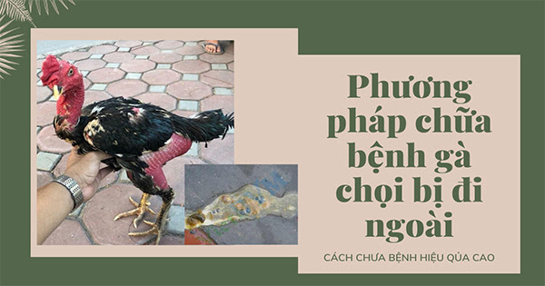 Cách chữa gà chọi bị đi ngoài dứt điểm mới nhất 5 Cách chữa gà chọi bị đi ngoài dứt điểm mới nhất Cách điều trị gà đi ngoài phân xanh, phân trắng