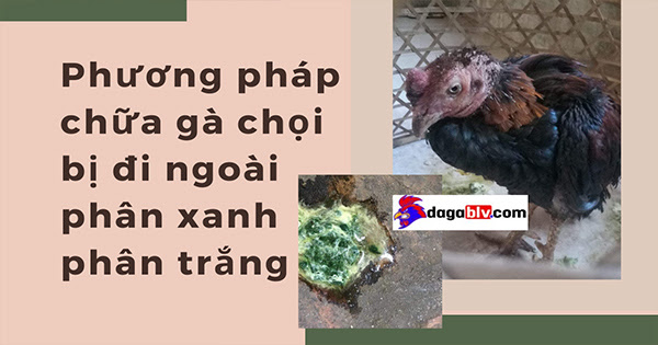 Cách chữa gà chọi bị đi ngoài dứt điểm mới nhất 1 Cách chữa gà chọi bị đi ngoài dứt điểm mới nhất Triệu chứng - Gà chọi bị đi ngoài phân xanh phân trắng