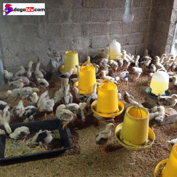 BỆNH ILT TRÊN GÀ - VIÊM THANH KHÍ QUẢN TRUYỀN NHIỄM 3 BỆNH ILT TRÊN GÀ - VIÊM THANH KHÍ QUẢN TRUYỀN NHIỄM Gà truyền bệnh gián tiếp qua các thiết bị chăn nuôi như máng nước, máng ăn.