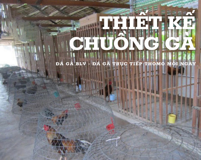 Thiết kế chuồng gà