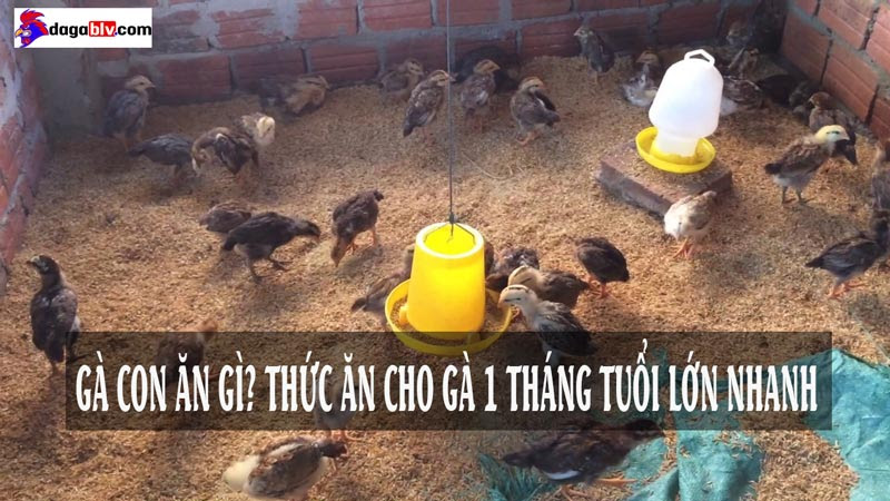 Thức ăn cho gà 1 tháng tuổi