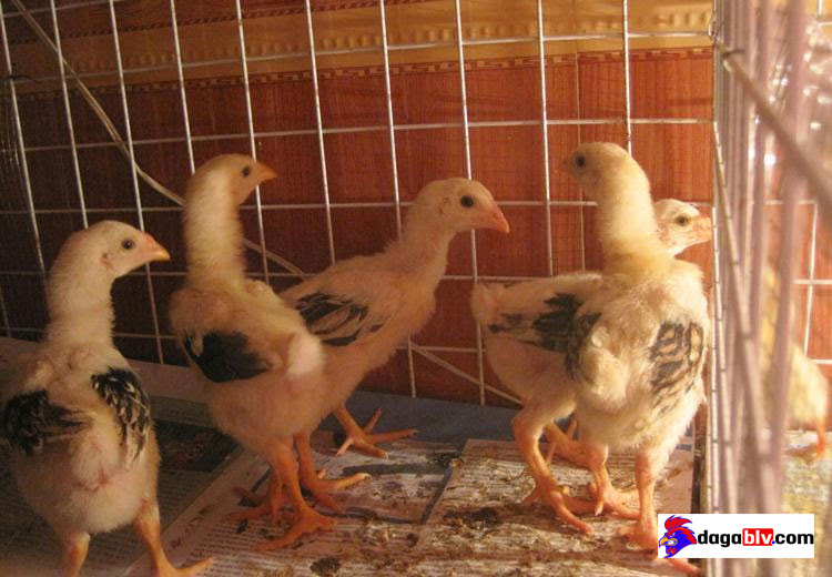 Nhóm thức ăn cần thiết dành cho gà con 1 tháng tuổi