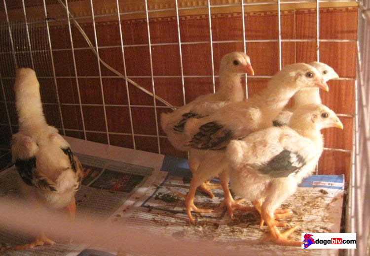 Cách nuôi gà nhanh lớn