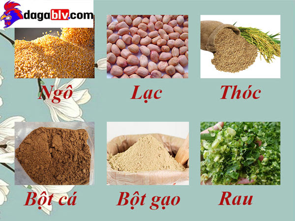 Gà rừng lông đỏ - Giống gà có tên trong danh sách đỏ bị truy lùng 8 Gà rừng lông đỏ - Giống gà có tên trong danh sách đỏ bị truy lùng Chế độ dinh dưỡng đầy đủ giúp gà rừng phát triển tốt