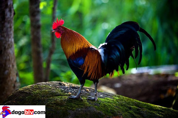 Gà rừng lông đỏ - Giống gà có tên trong danh sách đỏ bị truy lùng 2 Gà rừng lông đỏ - Giống gà có tên trong danh sách đỏ bị truy lùng Sống tập trung ở các vùng nhiệt đới và cận nhiệt đới.