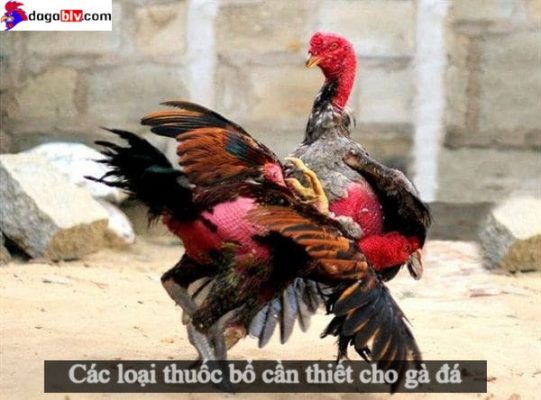Tổng hợp các loại thuốc bổ cần thiết cho gà đá