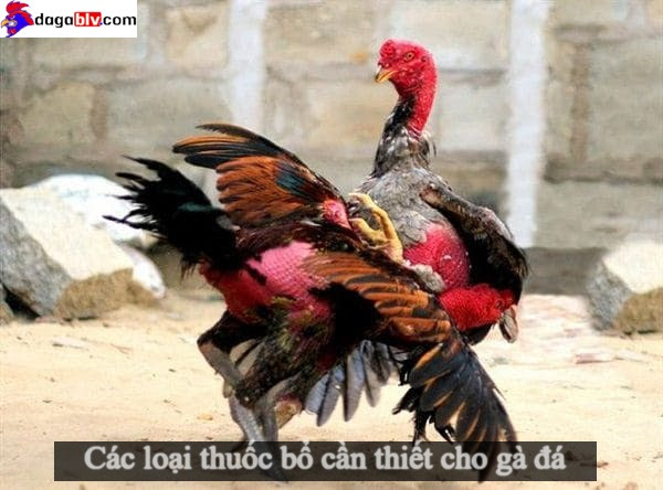 Tổng hợp các loại thuốc bổ cần thiết cho gà đá
