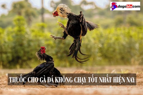 thuốc cho gà đá không chạy
