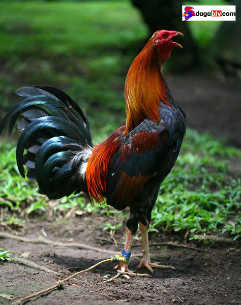 Thuốc cho gà uống trước khi đá