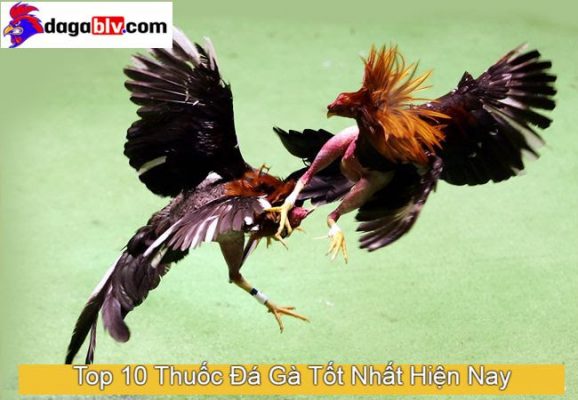 10 Loại thuốc gà đá tốt nhất hiện nay