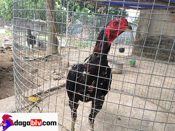 Biểu hiện bệnh nấm họng ở gà