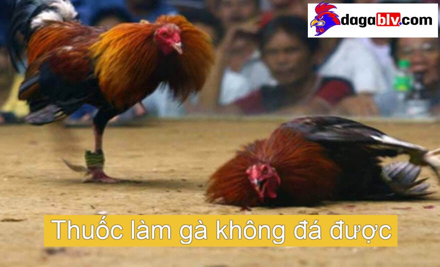 Những Điều Cần Biết Về Thuốc Làm Gà Không Đá Được 3 Những Điều Cần Biết Về Thuốc Làm Gà Không Đá Được Những thủ đoạn thuốc gà
