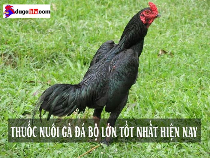 Thuốc gà đá bộ lớn