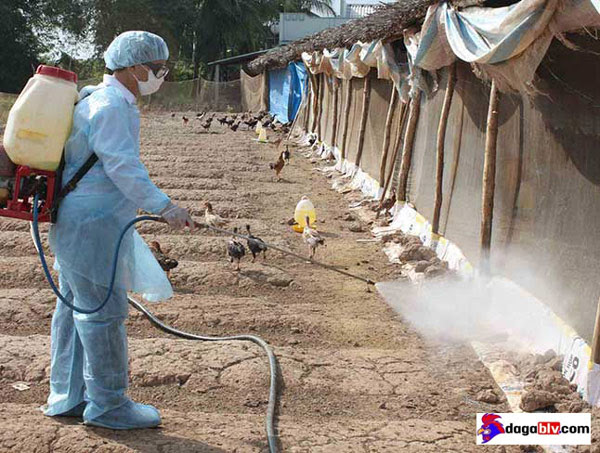 Phòng chống bệnh thương hàn cho gà