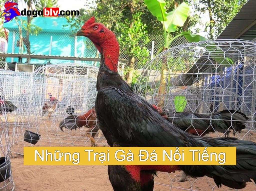 Những Trại Gà Đá Nổi Tiếng Khắp 3 Miền Bắc - Trung - Nam 1 Những Trại Gà Đá Nổi Tiếng Khắp 3 Miền Bắc - Trung - Nam Những Trại Gà Đá Nổi Tiếng