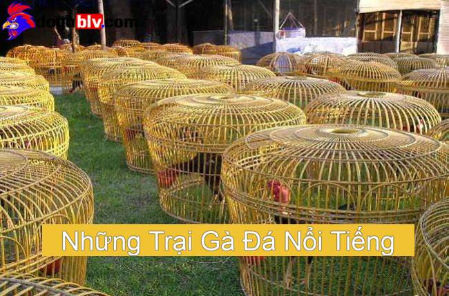 Những Trại Gà Đá Nổi Tiếng Khắp 3 Miền Bắc - Trung - Nam 3 Những Trại Gà Đá Nổi Tiếng Khắp 3 Miền Bắc - Trung - Nam Trại gà đá Bình Dương