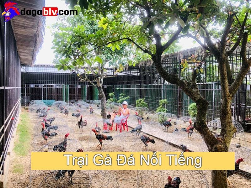 Những Trại Gà Đá Nổi Tiếng Khắp 3 Miền Bắc - Trung - Nam 2 Những Trại Gà Đá Nổi Tiếng Khắp 3 Miền Bắc - Trung - Nam Những trại gà chọi nổi tiếng