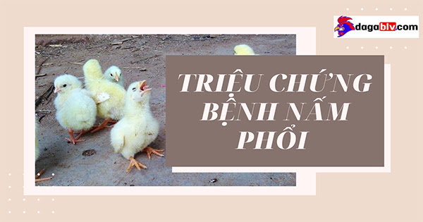 Nhận biết triệu chứng bệnh nấm phổi ở gà