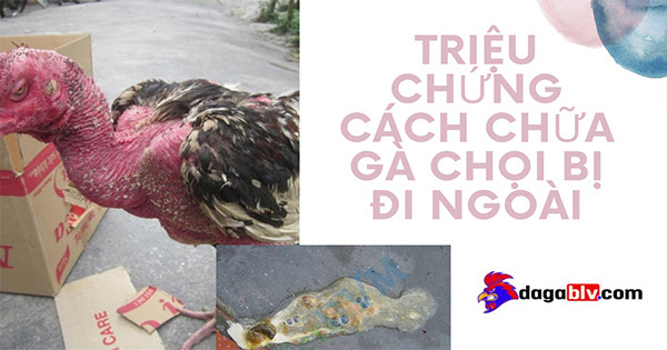 Cách chữa gà chọi bị đi ngoài