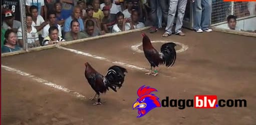 trường đá gà cựa dao uy tín