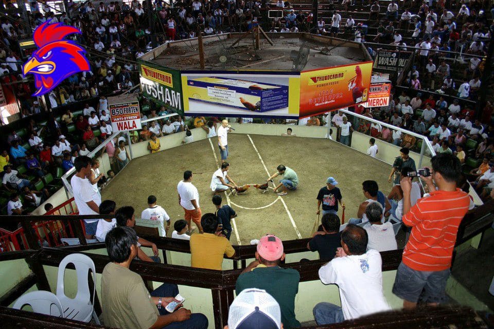 trường gà philipin