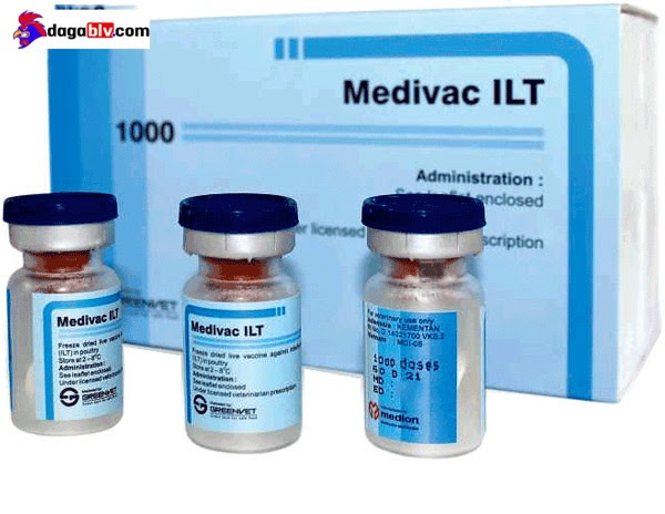 BỆNH ILT TRÊN GÀ - VIÊM THANH KHÍ QUẢN TRUYỀN NHIỄM 8 BỆNH ILT TRÊN GÀ - VIÊM THANH KHÍ QUẢN TRUYỀN NHIỄM Cách điều trị bệnh ilt ở gà
