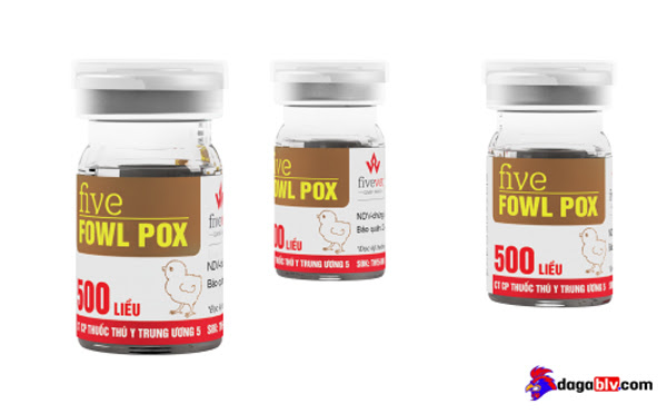 Tuân thủ lịch vacxin tiêm chủng bệnh đậu gà