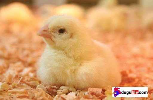 Những Loại Vacxin Cho Gà Con Mới Nở Hiệu Quả Nhất Hiện Nay 11 Những Loại Vacxin Cho Gà Con Mới Nở Hiệu Quả Nhất Hiện Nay Tiêm vacxin cho gà con mới nở để phòng bệnh
