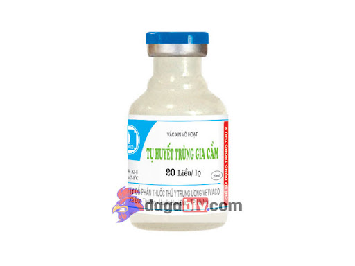 Những Loại Vacxin Cho Gà Con Mới Nở Hiệu Quả Nhất Hiện Nay 7 Những Loại Vacxin Cho Gà Con Mới Nở Hiệu Quả Nhất Hiện Nay Vacxin tụ huyết trùng