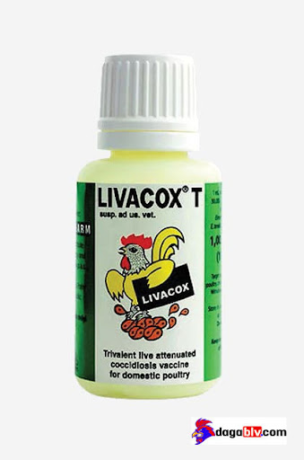 Những Loại Vacxin Cho Gà Con Mới Nở Hiệu Quả Nhất Hiện Nay 6 Những Loại Vacxin Cho Gà Con Mới Nở Hiệu Quả Nhất Hiện Nay Vacxin cầu trùng gà