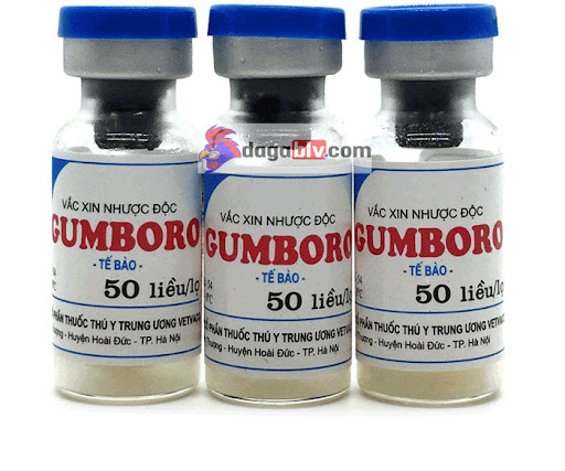 Những Loại Vacxin Cho Gà Con Mới Nở Hiệu Quả Nhất Hiện Nay 5 Những Loại Vacxin Cho Gà Con Mới Nở Hiệu Quả Nhất Hiện Nay Gumboro - vacxin dành cho gà