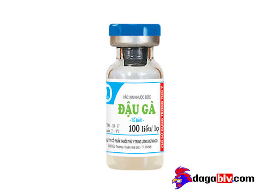 Những Loại Vacxin Cho Gà Con Mới Nở Hiệu Quả Nhất Hiện Nay 4 Những Loại Vacxin Cho Gà Con Mới Nở Hiệu Quả Nhất Hiện Nay Vacxin đậu gà cho gà con mới nở