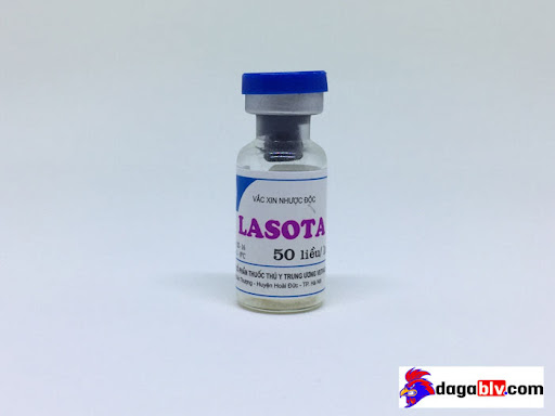Những Loại Vacxin Cho Gà Con Mới Nở Hiệu Quả Nhất Hiện Nay 3 Những Loại Vacxin Cho Gà Con Mới Nở Hiệu Quả Nhất Hiện Nay Vacxin cho gà con mới nở - Lasota