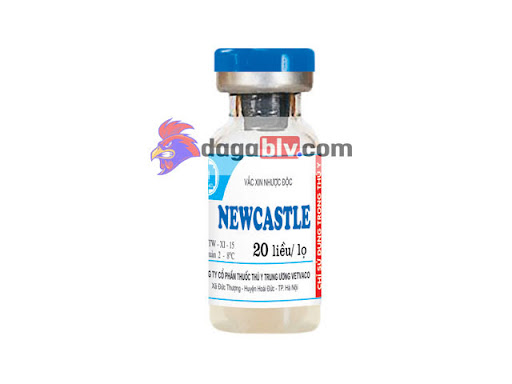 Những Loại Vacxin Cho Gà Con Mới Nở Hiệu Quả Nhất Hiện Nay 2 Những Loại Vacxin Cho Gà Con Mới Nở Hiệu Quả Nhất Hiện Nay Vacxin cho gà con mới nở - Newcastle