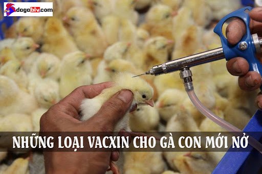vacxin cho gà con mới nở
