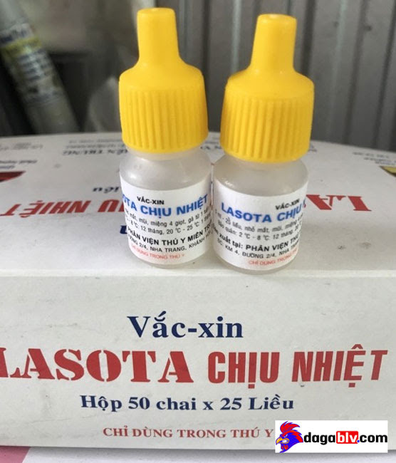 Vacxin Lasota Phòng Bệnh Gì Ở Gà? Cách Sử Dụng Vacxin Lasota Đúng Kỹ Thuật 2 Vacxin Lasota Phòng Bệnh Gì Ở Gà? Cách Sử Dụng Vacxin Lasota Đúng Kỹ Thuật Vacxin lasota chịu nhiệt