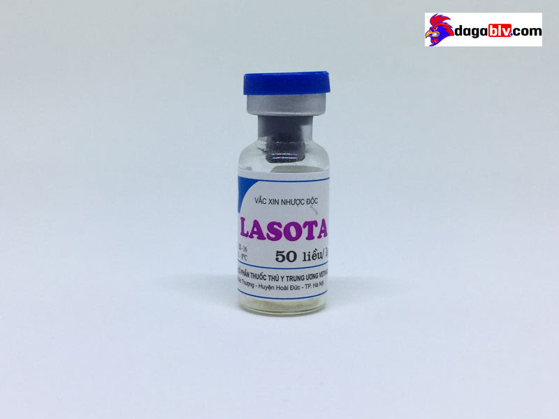 Vacxin Lasota Phòng Bệnh Gì Ở Gà? Cách Sử Dụng Vacxin Lasota Đúng Kỹ Thuật 3 Vacxin Lasota Phòng Bệnh Gì Ở Gà? Cách Sử Dụng Vacxin Lasota Đúng Kỹ Thuật Vacxin lasota nhược độc