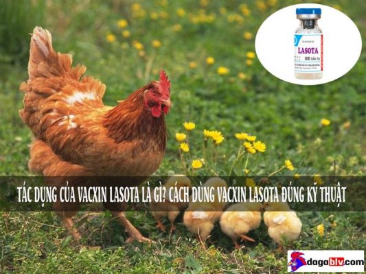vacxin lasota