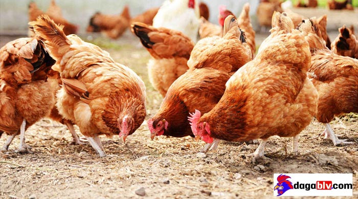 Vacxin Lasota Phòng Bệnh Gì Ở Gà? Cách Sử Dụng Vacxin Lasota Đúng Kỹ Thuật 4 Vacxin Lasota Phòng Bệnh Gì Ở Gà? Cách Sử Dụng Vacxin Lasota Đúng Kỹ Thuật Lưu ý khi sử dụng vacxin lasota