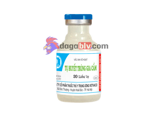 Phòng bệnh cho gà bằng vacxin tụ huyết trùng gà