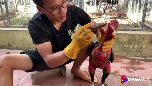 Cách vào nghệ cho gà chọi