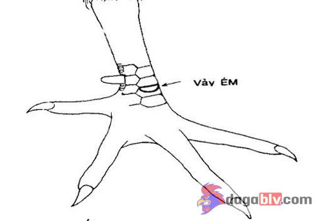 Tổng hợp 20 loại vảy gà chọi độc và hiếm gặp 13 Tổng hợp 20 loại vảy gà chọi độc và hiếm gặp Vảy ém - Xem vảy gà chọi có hình minh họa