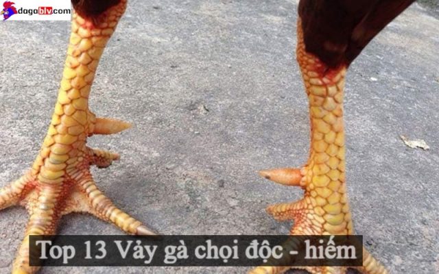 vảy gà chọi độc